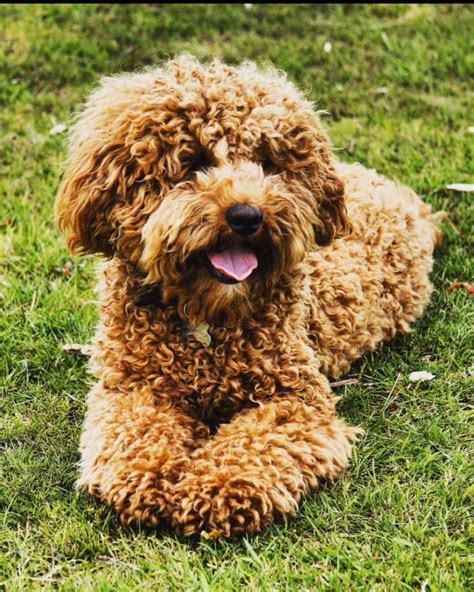 |General Appearance: The Australian Labradoodle should be athletic and graceful, yet compact with substance and medium boning